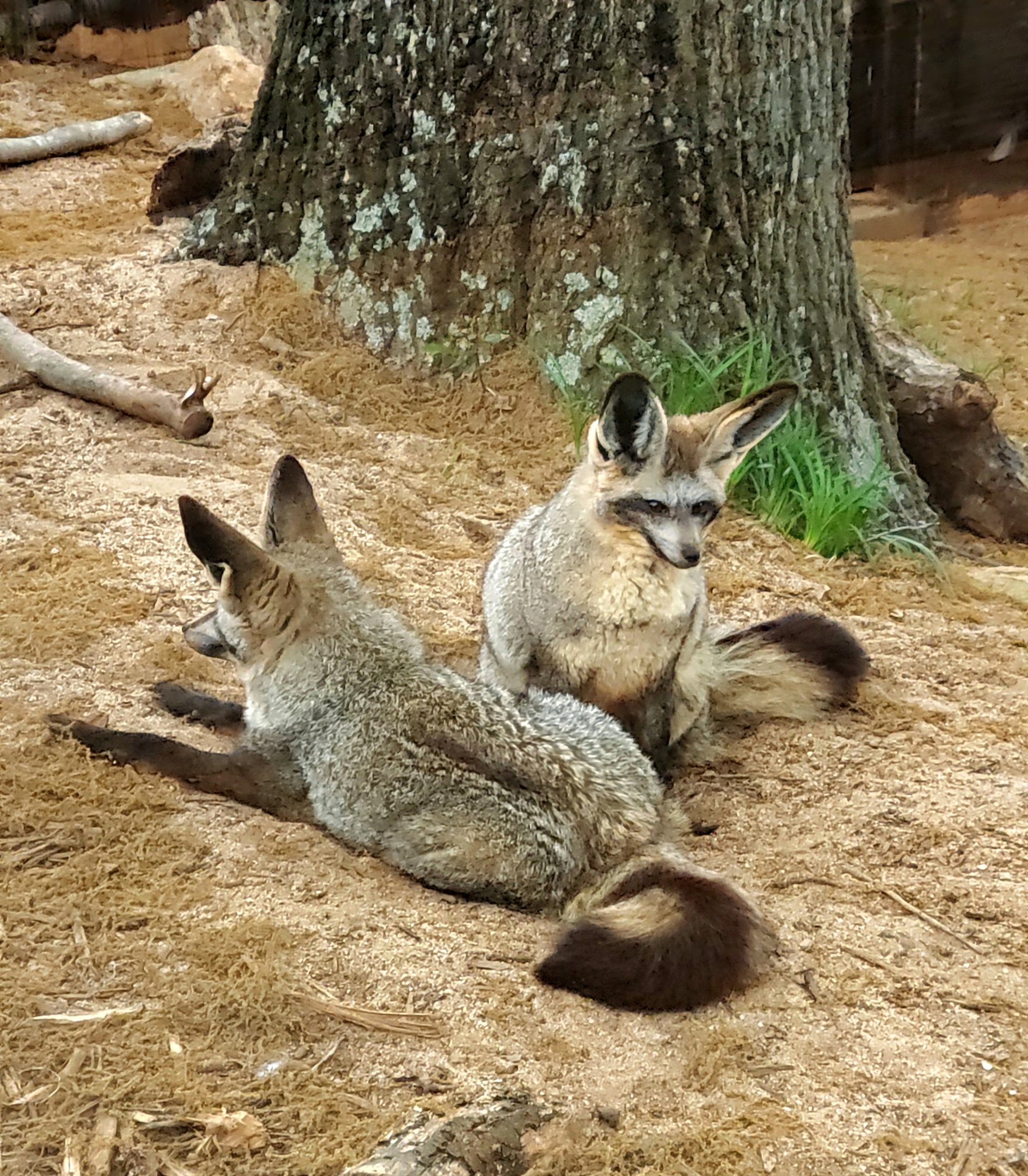 Bat-Eared Fox-Greenville Zoo-April 2025