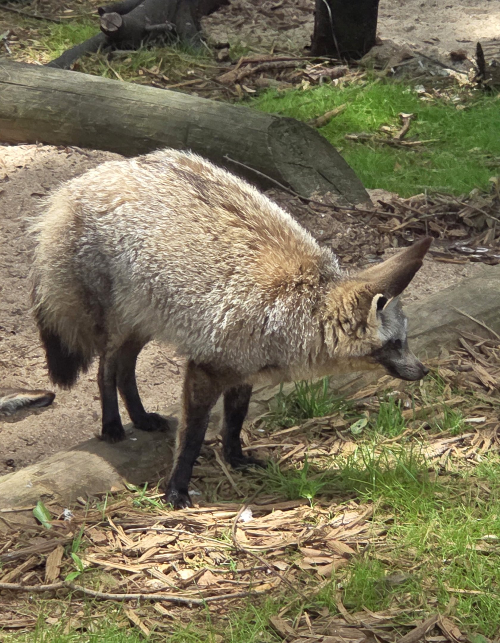 Bat-Eared Fox  - Greenville Zoo