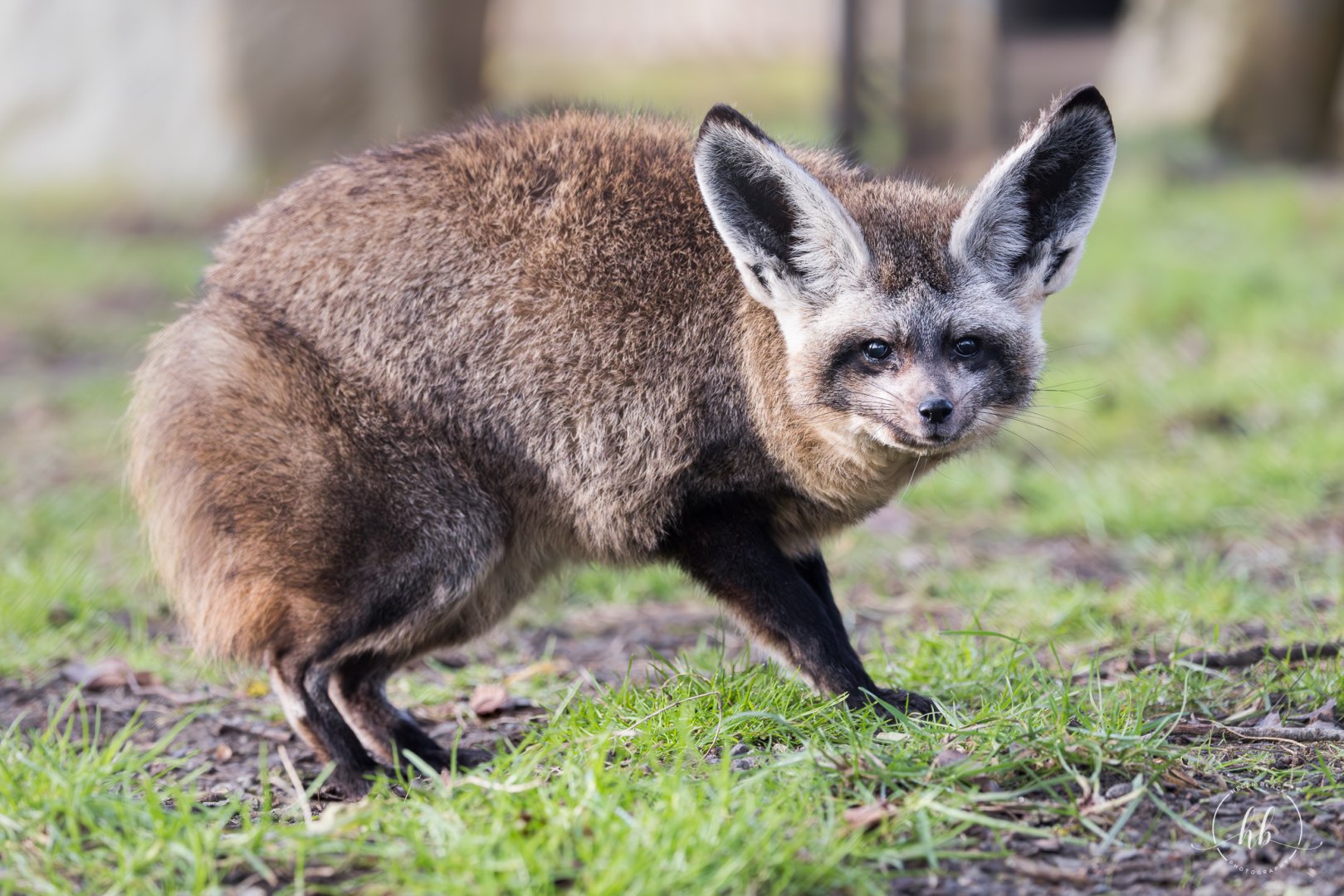 Bat-eared Fox / Hamerton / 22-1-25