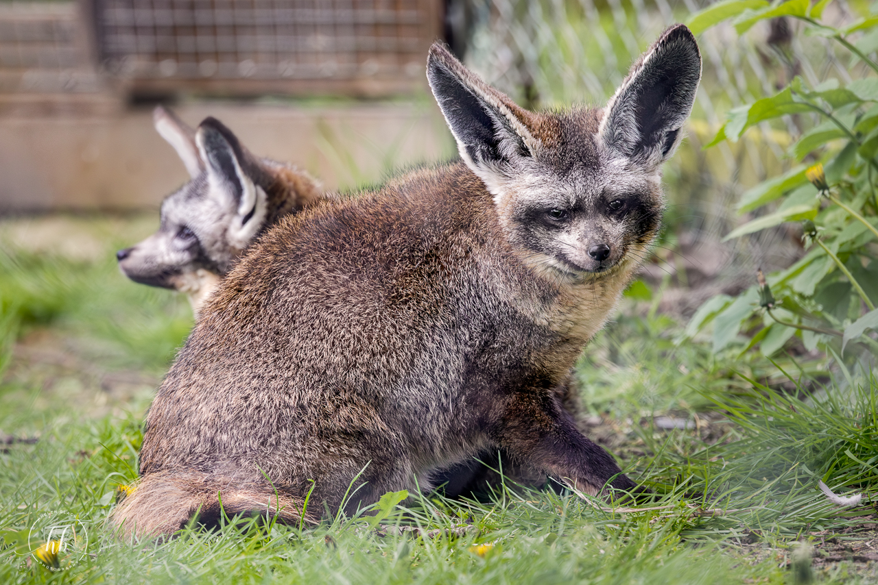 Bat-eared Fox / Hamerton / 26-4-24