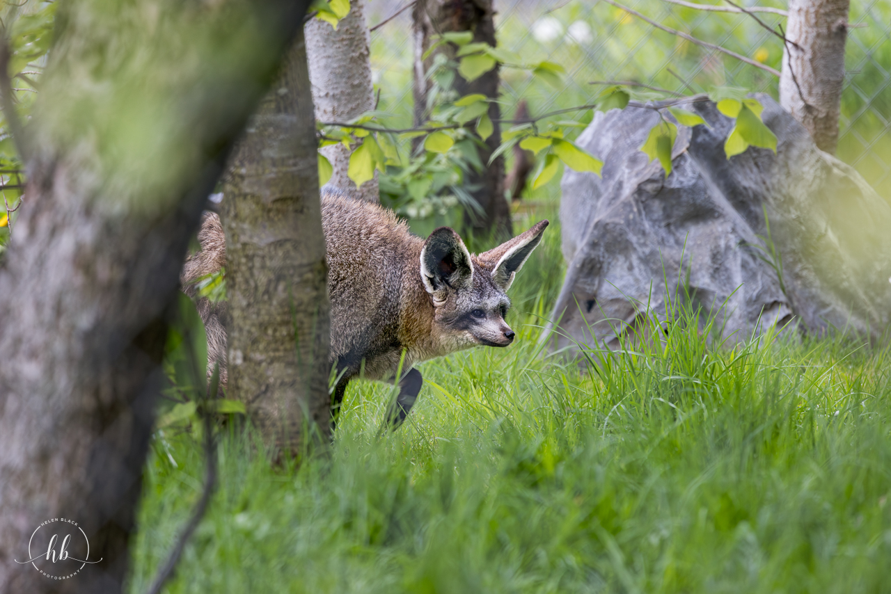 Bat-eared Fox / Hamerton / 26-4-24
