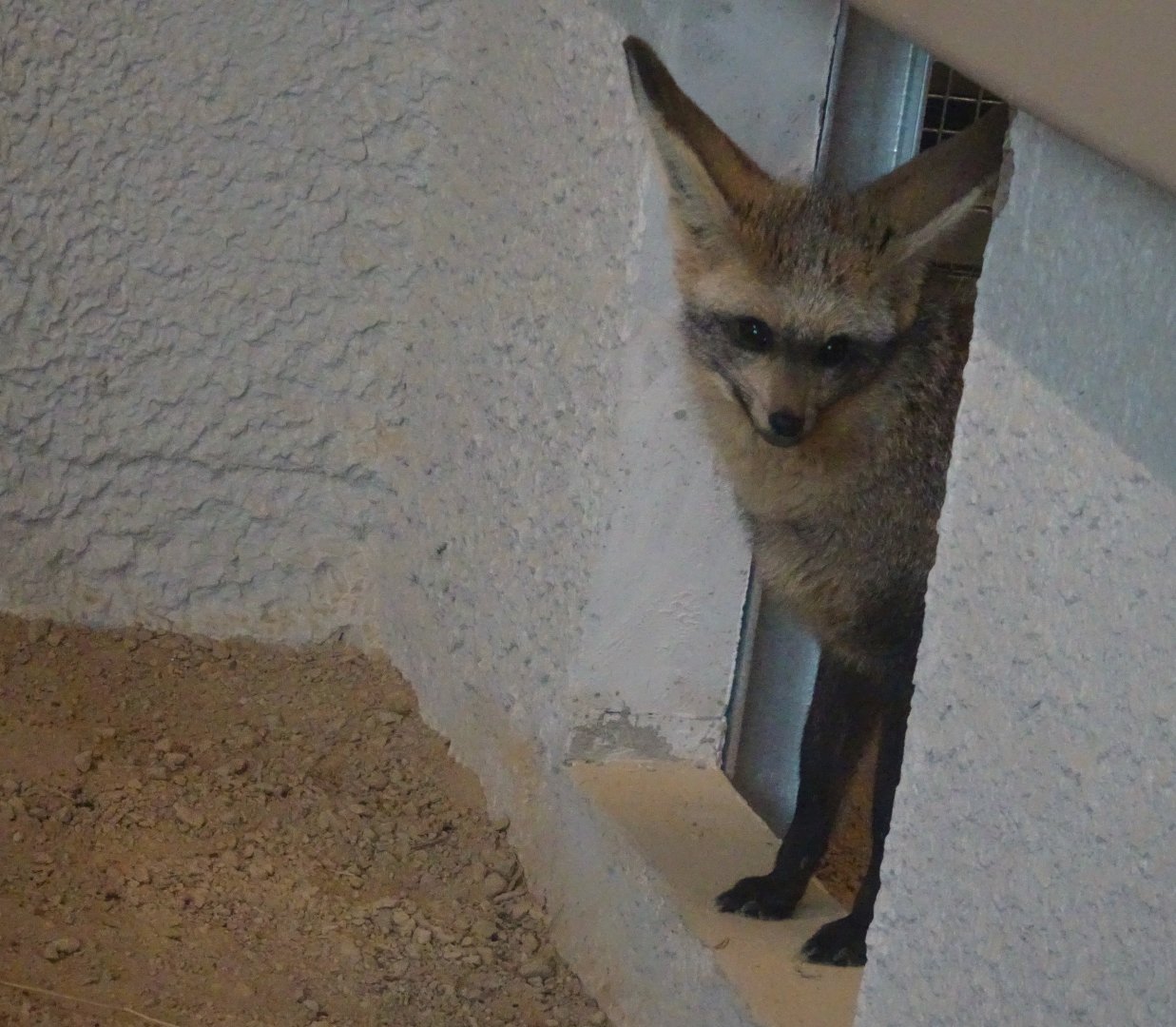 Bat-Eared Fox - Heart of Africa