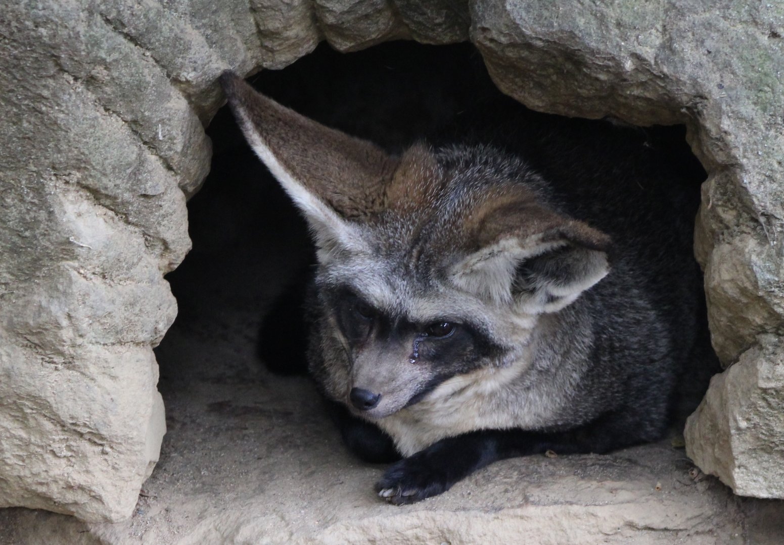Bat-eared fox in outdoor-enclosure