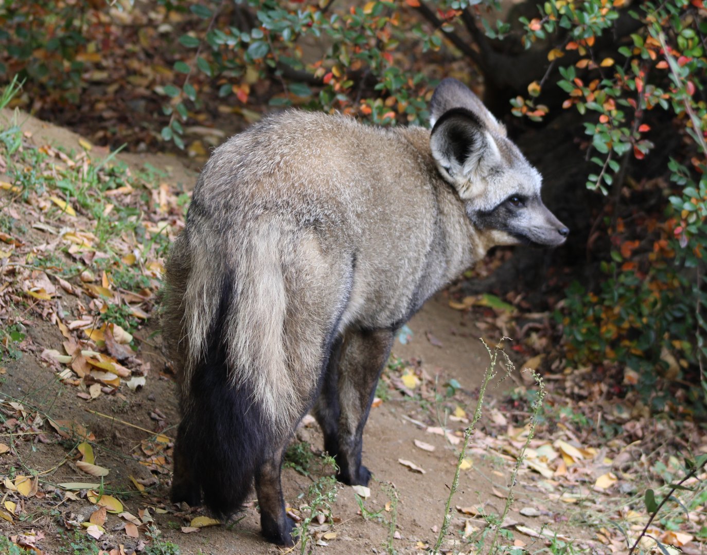 Bat-eared fox in outdoor-enclosure