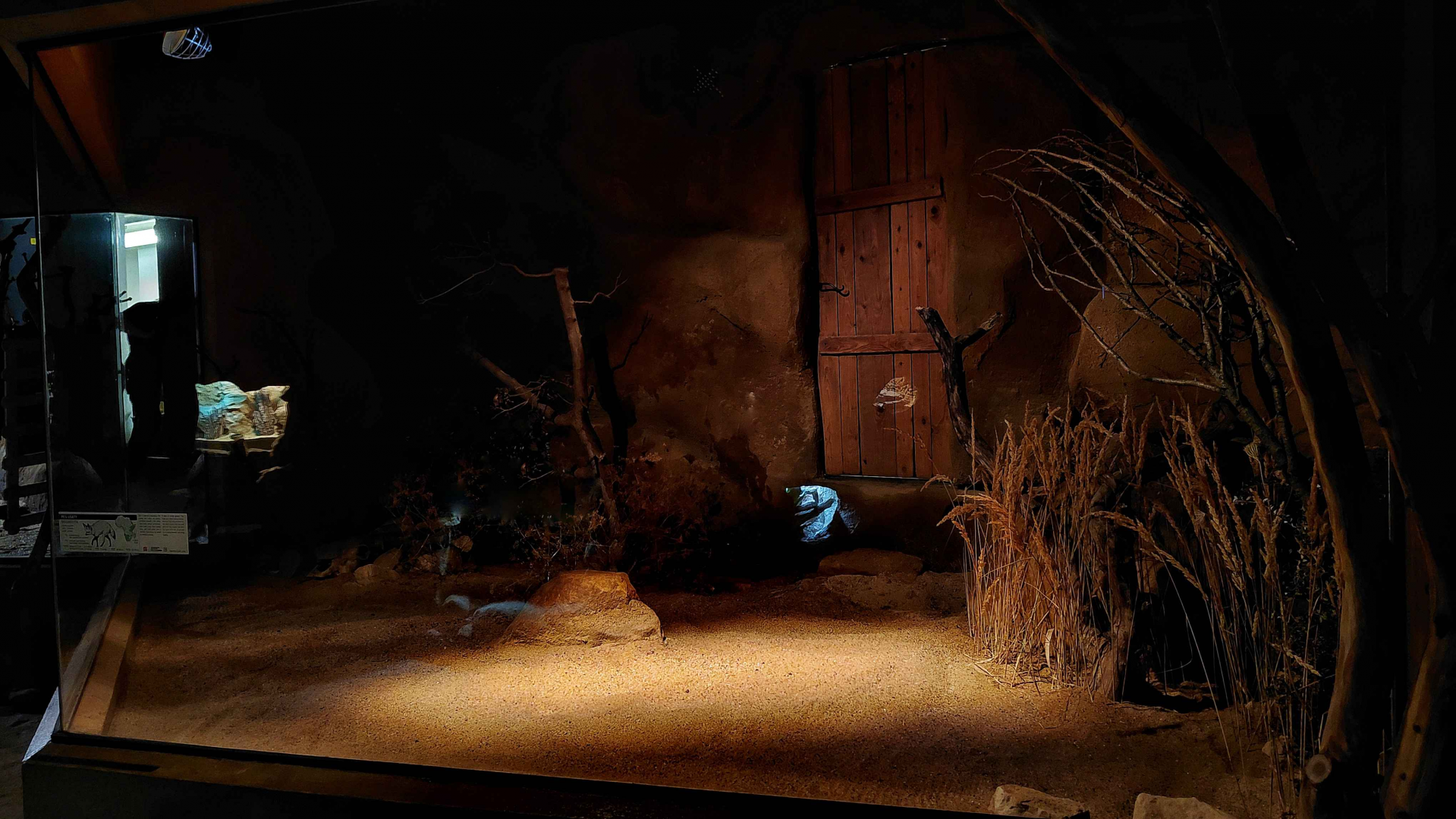 Bat-eared fox indoor exhibit