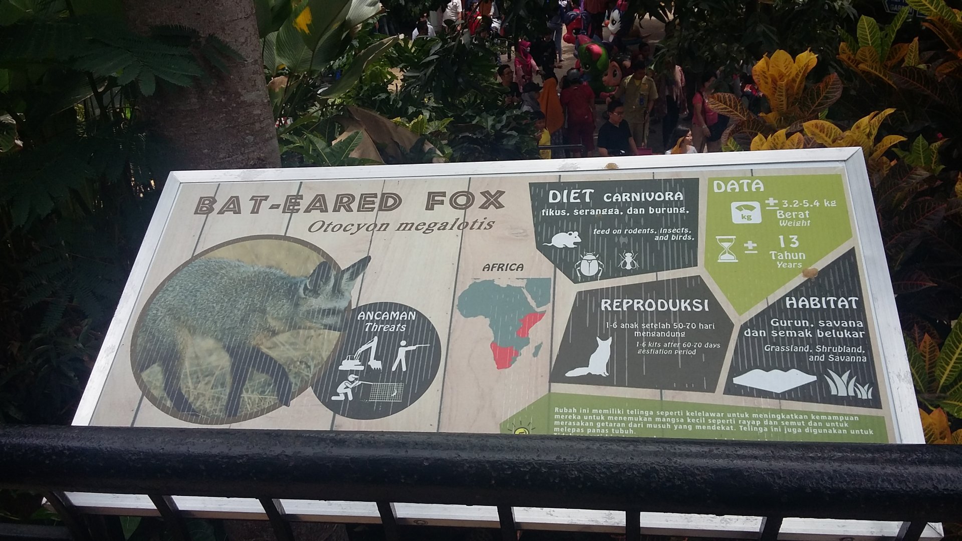 Bat-eared fox information panel