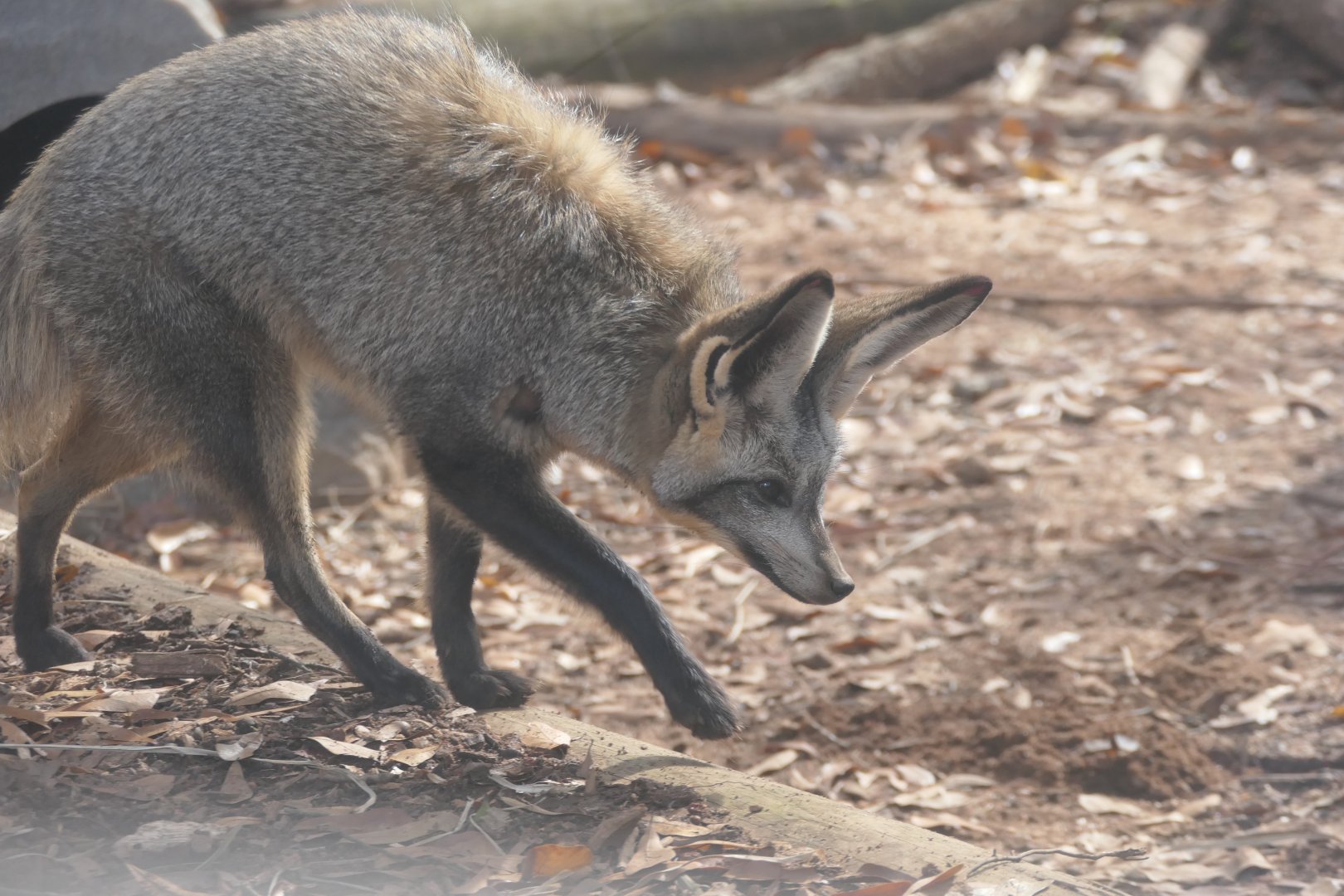 Bat-eared Fox kit