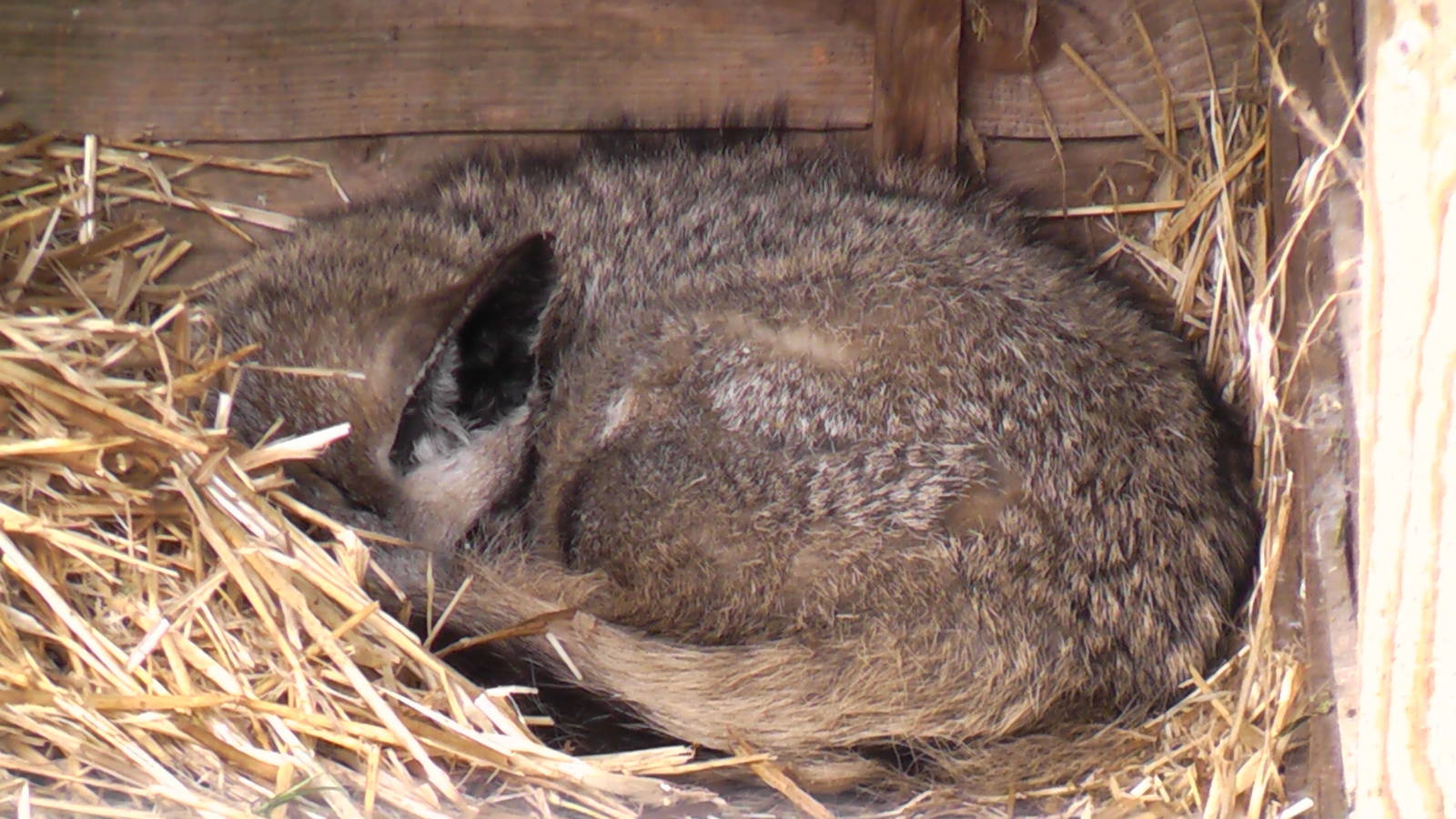 Bat Eared Fox May 2010