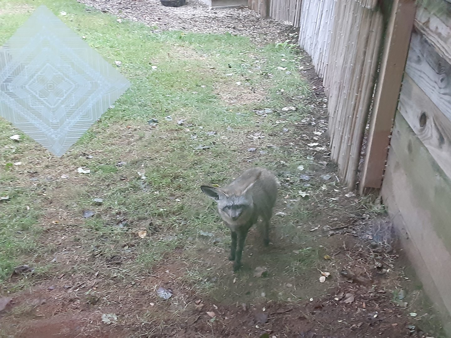 Bat-Eared Fox "Norman"