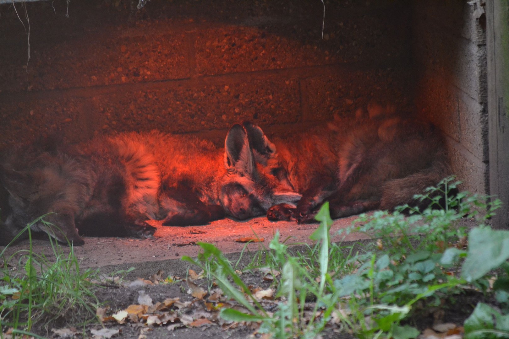 Bat Eared Fox - October 2016