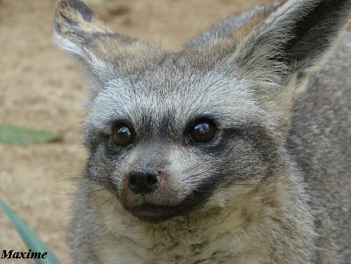 Bat-eared Fox (Otocyon megalotis) - La Boissière du Doré