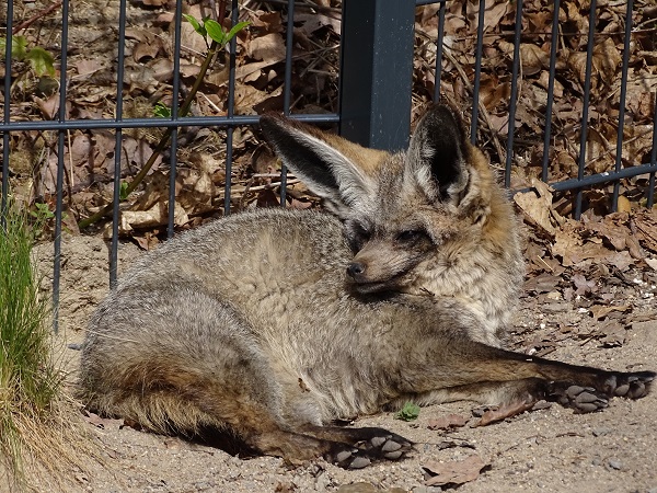 Bat-eared fox (Otocyon megalotis megalotis) (04/22)