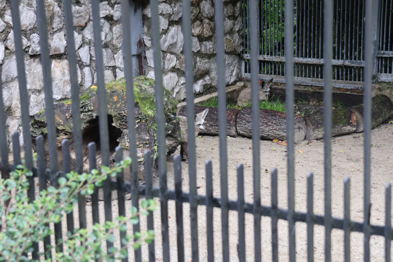Bat-eared Fox (Otocyon megalotis megalotis)