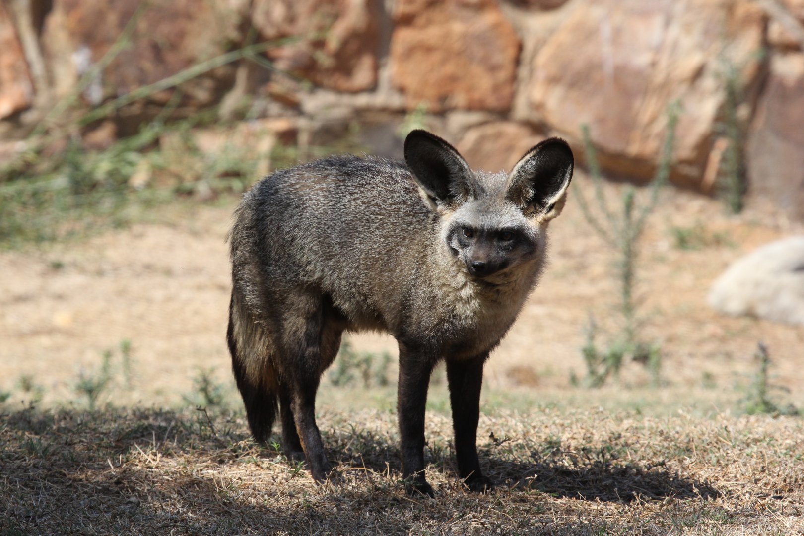 Bat-eared fox (Otocyon megalotis virgatus)