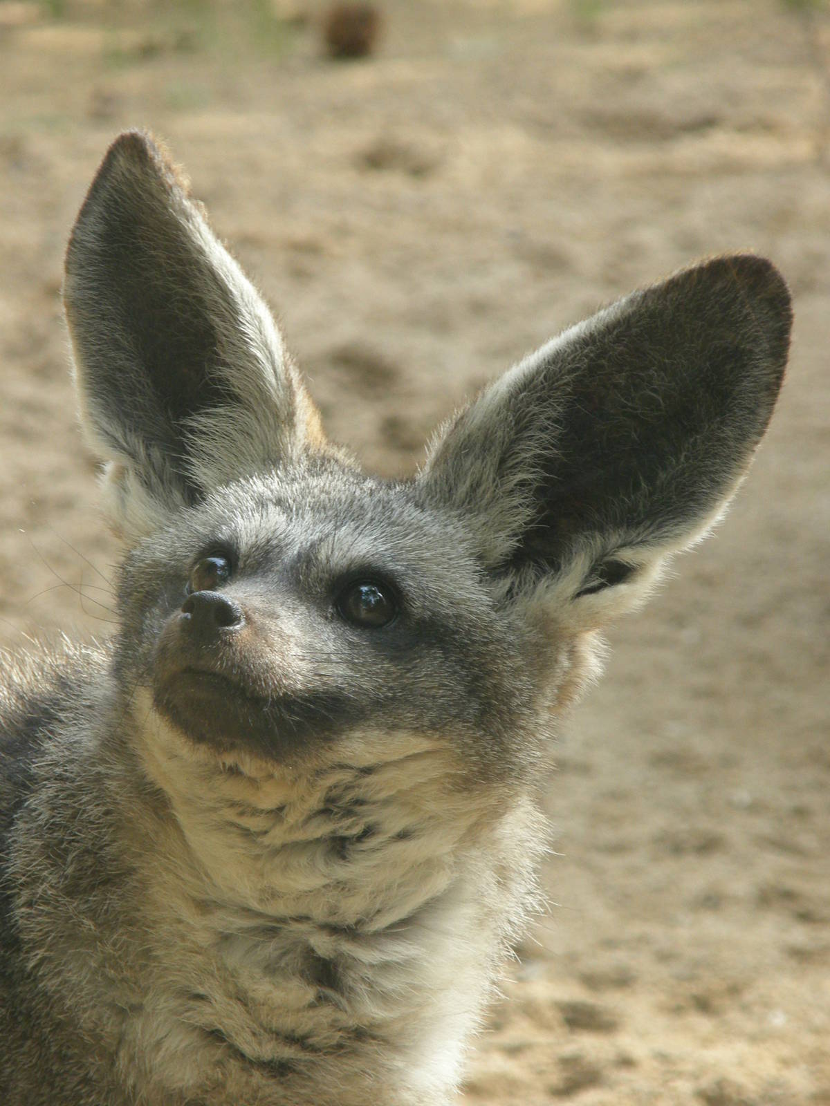 Bat-eared fox (Otocyon megalotis)