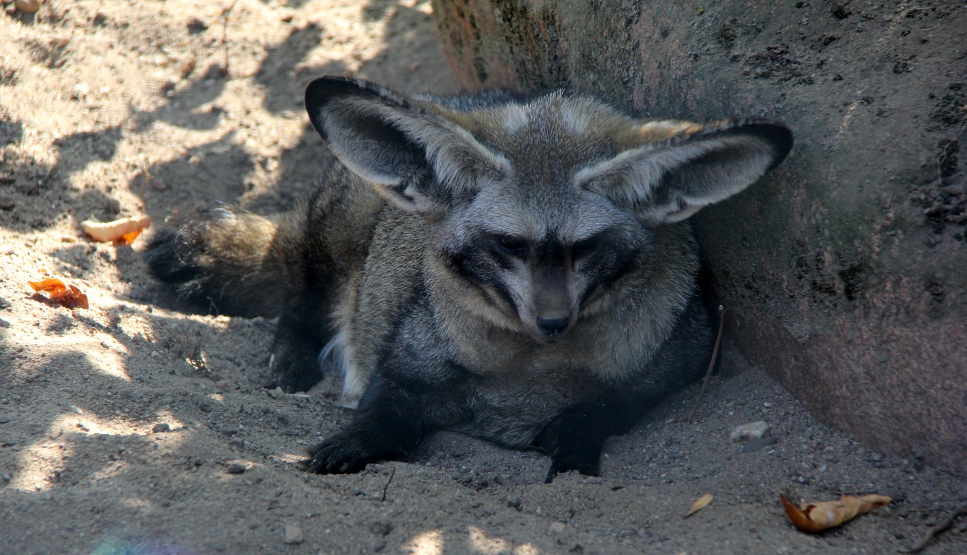 bat-eared fox (Otocyon megalotis)