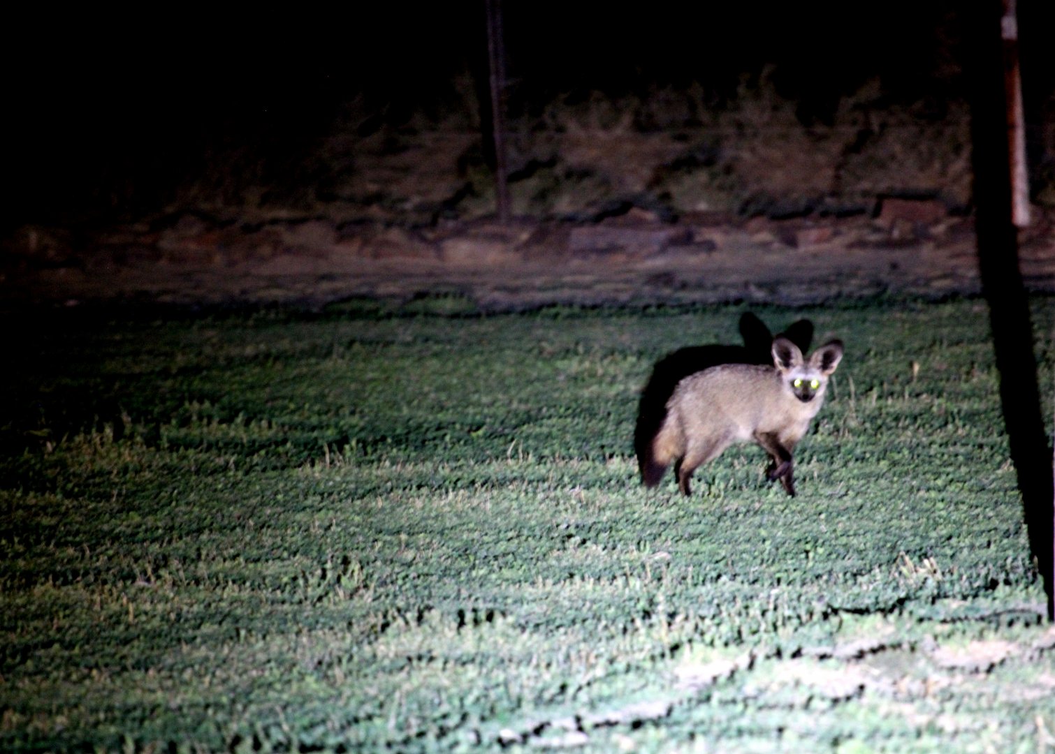 bat-eared fox (Otocyon megalotis)