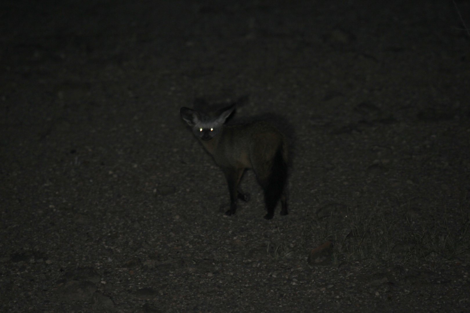 bat-eared fox (Otocyon megalotis)