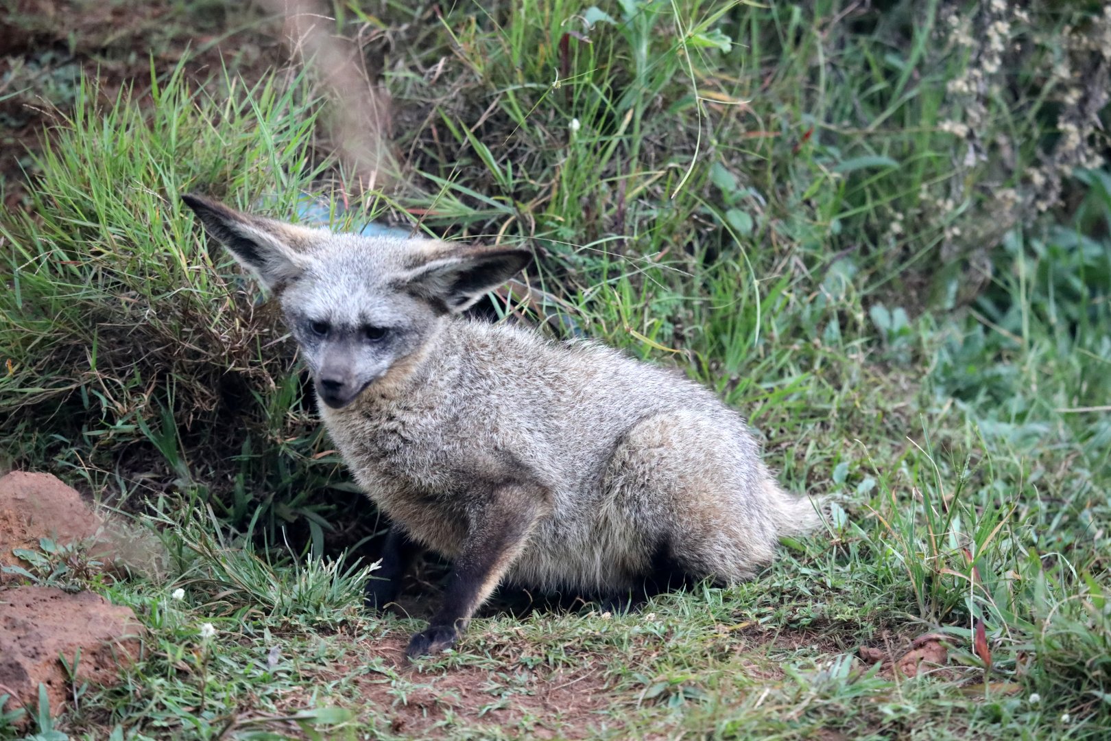 bat-eared fox (Otocyon megalotis)