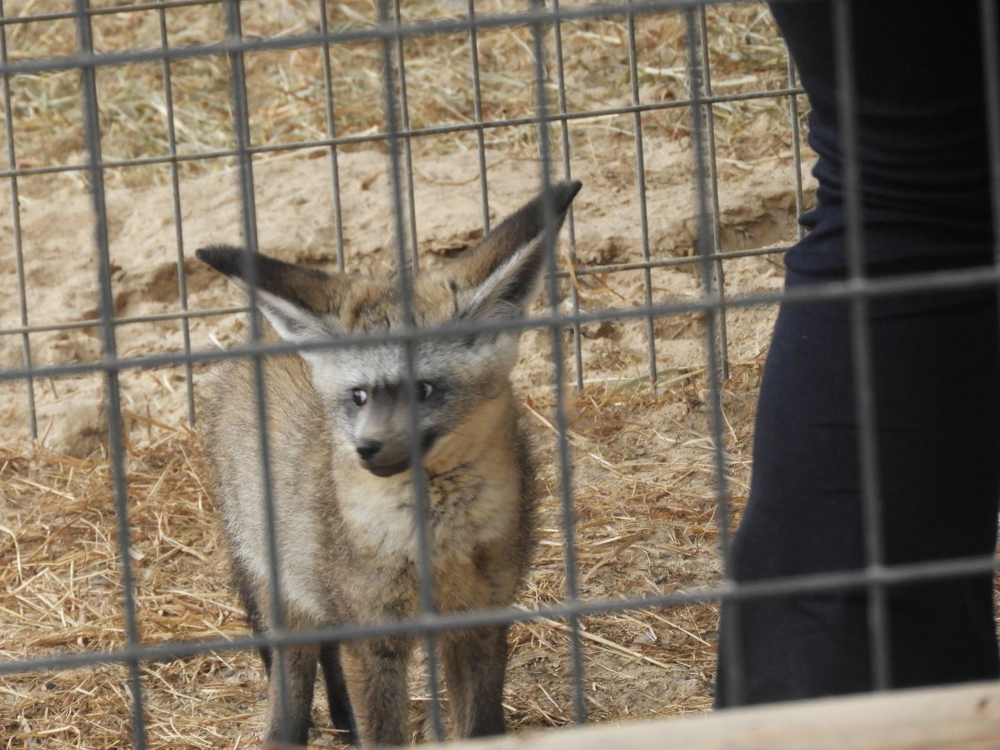 Bat-eared Fox (Otocyon megalotis)