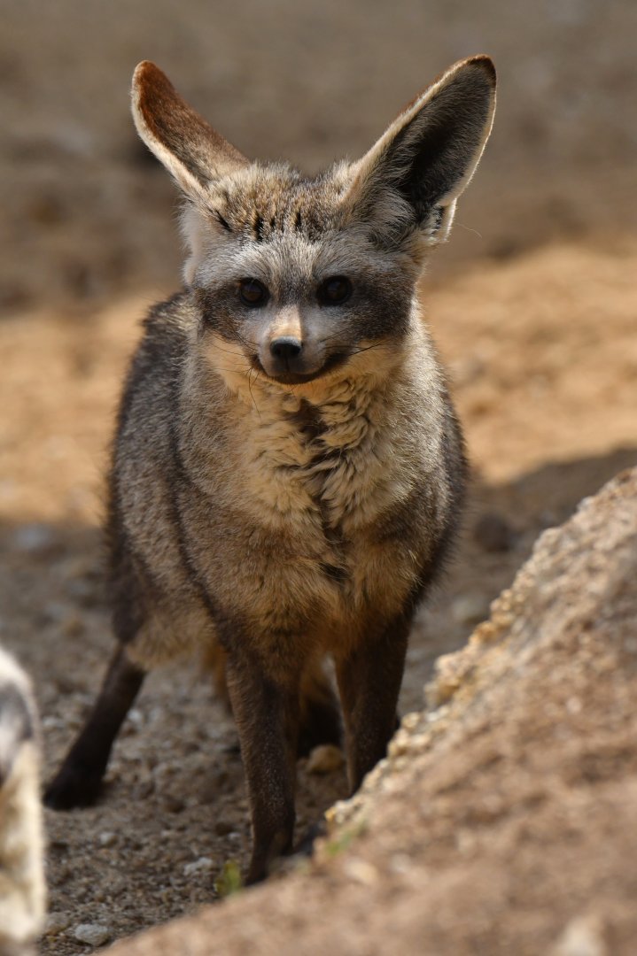 Bat-eared fox (Otocyon megalotis)
