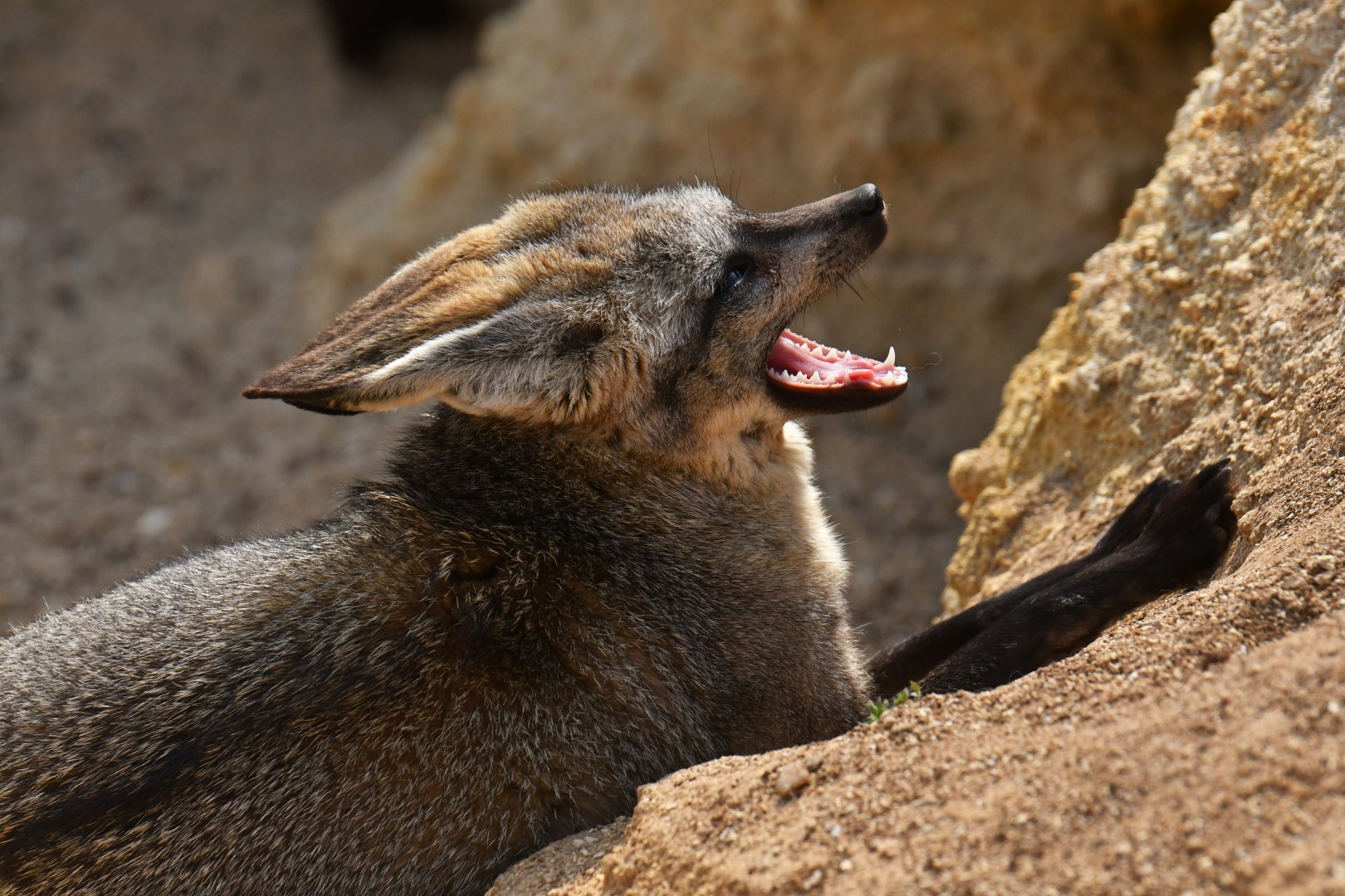 Bat-eared fox (Otocyon megalotis)