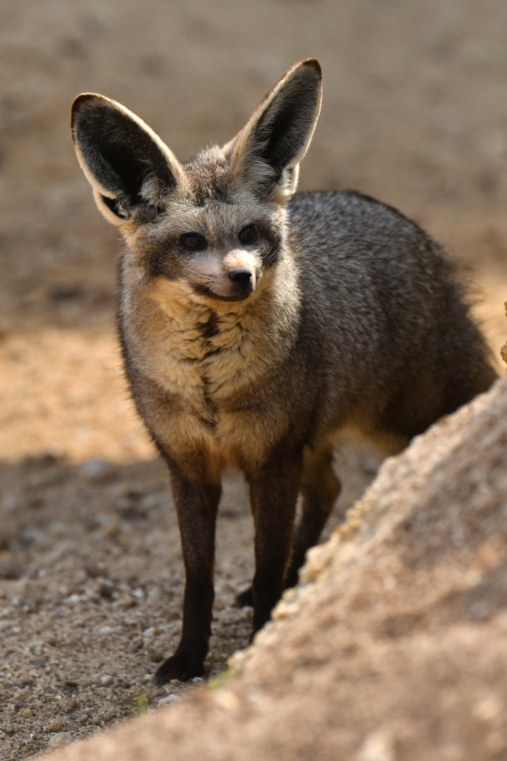 Bat-eared fox (Otocyon megalotis)