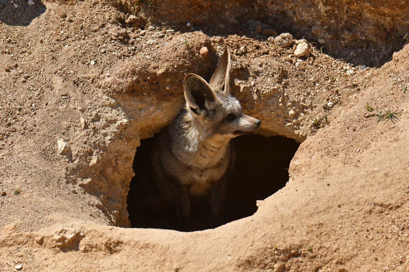 Bat-eared fox (Otocyon megalotis)