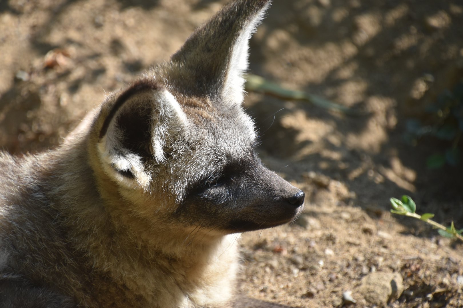 Bat eared fox, Otocyon megalotis