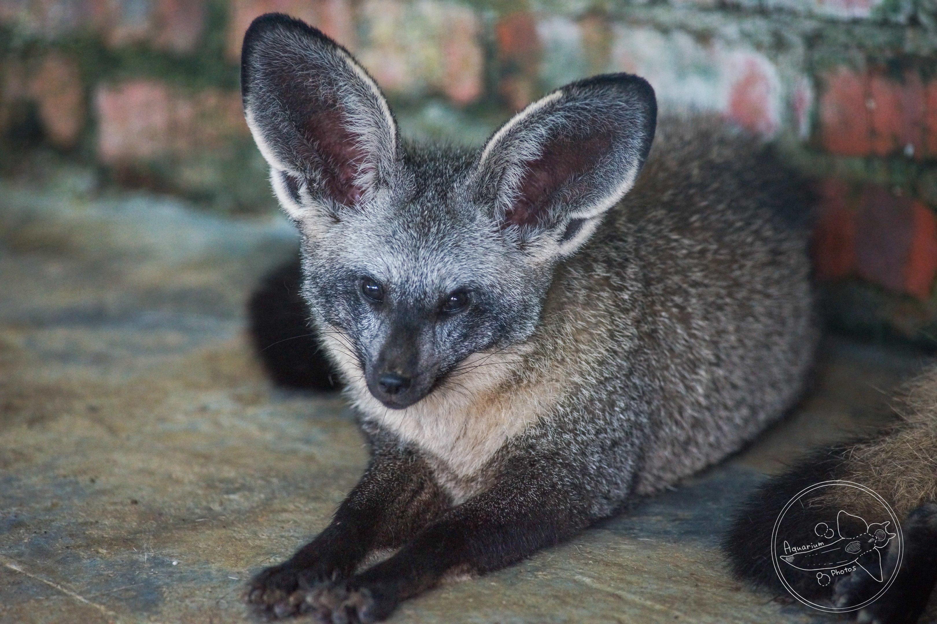 Bat-eared Fox (Otocyon megalotis)