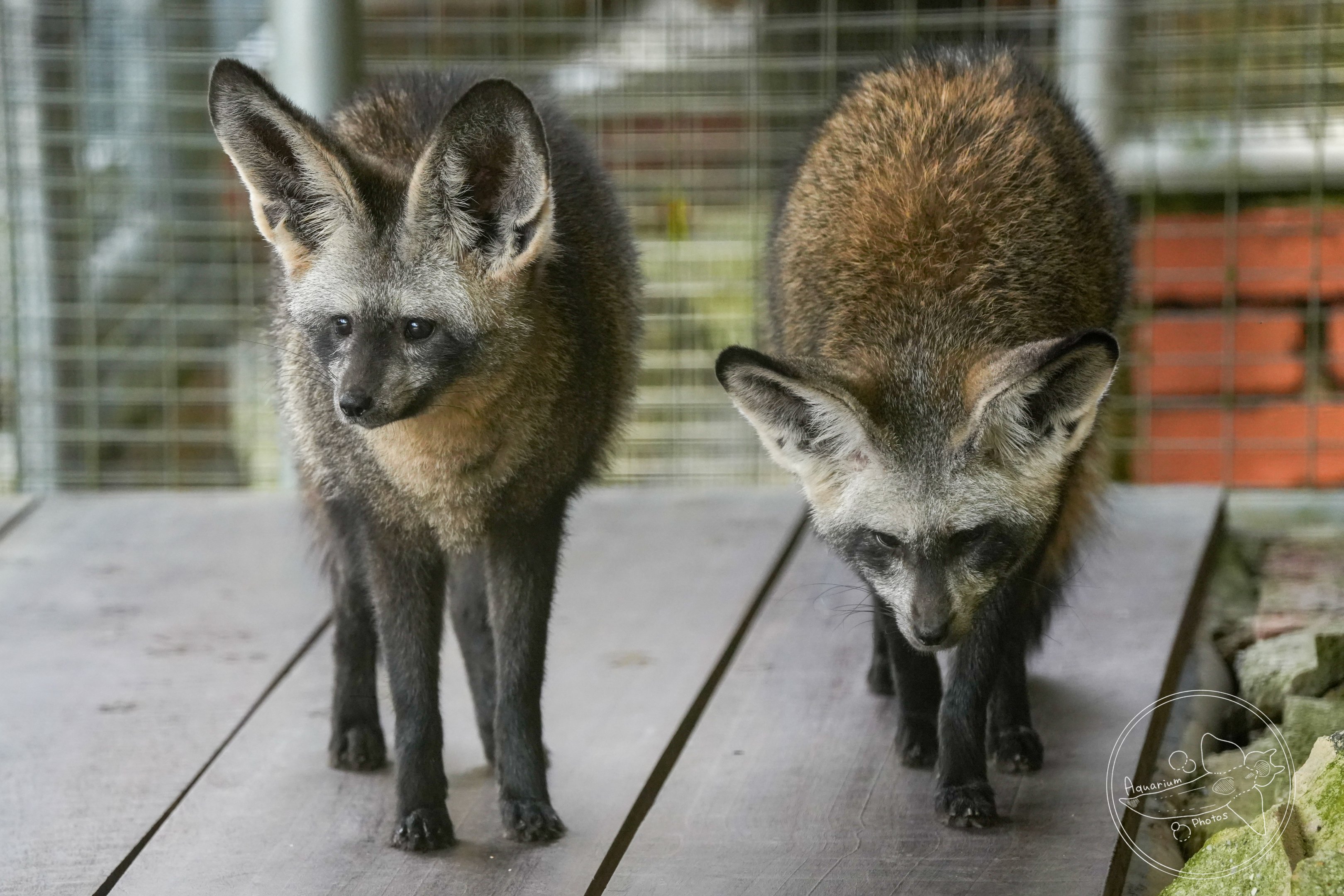 Bat-eared fox (Otocyon megalotis)
