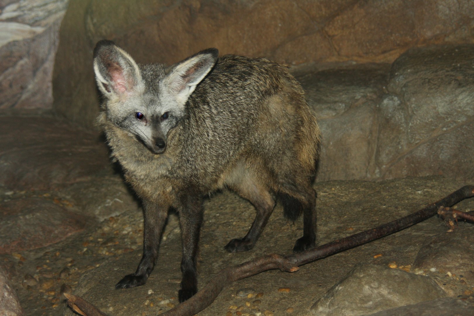bat-eared fox (Otocyon megalotis)