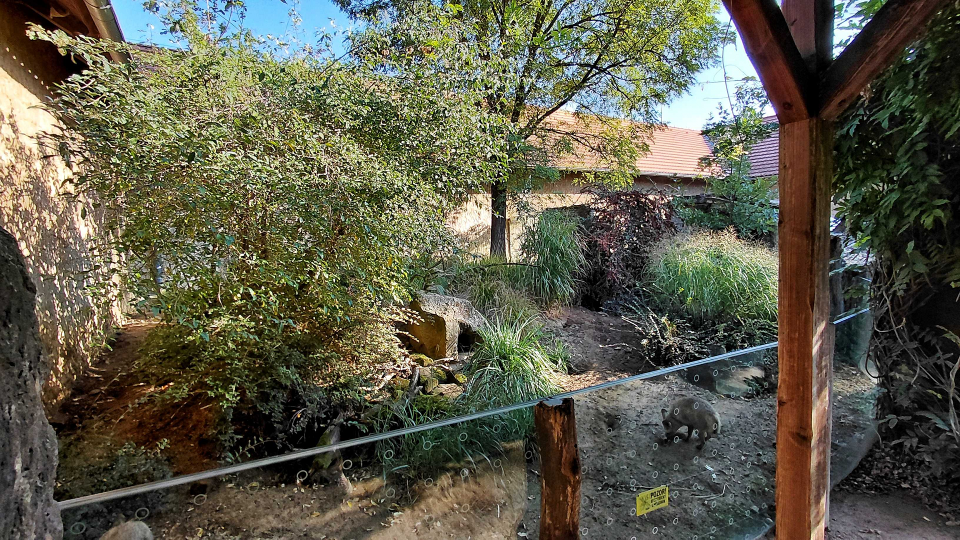 Bat-eared fox outdoor exhibit