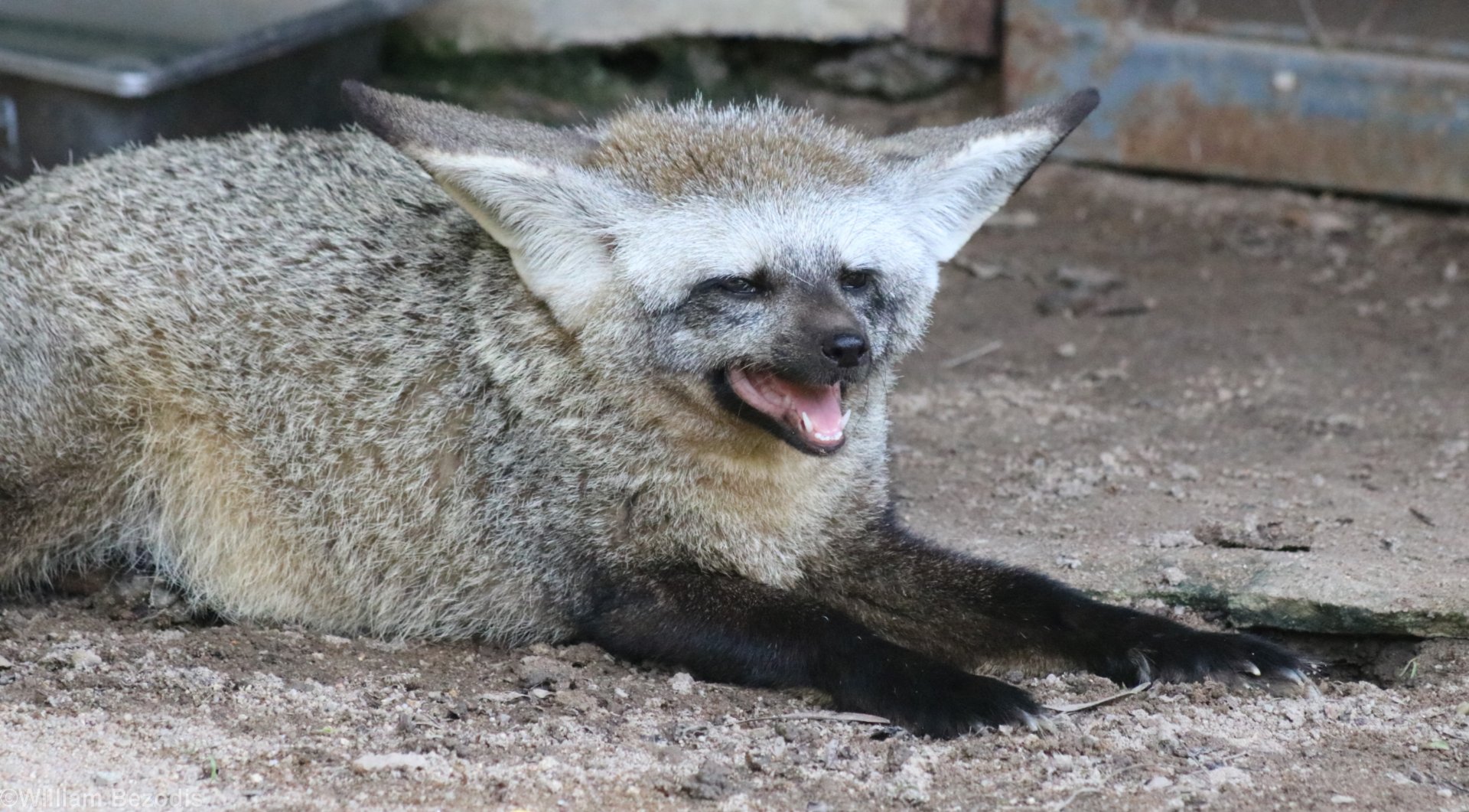 Bat-eared Fox Panting in the Hot Sun