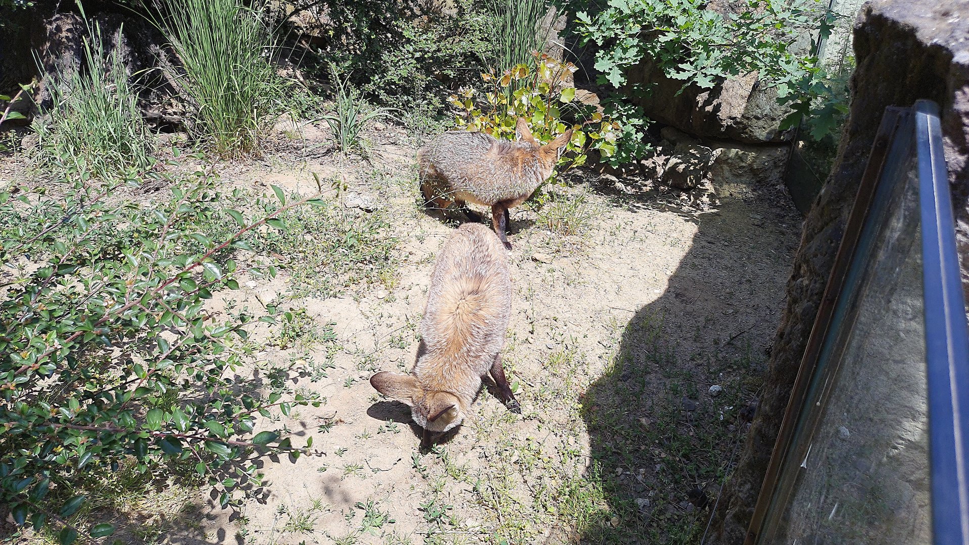 Bat-eared fox- Prague Zoo Praha