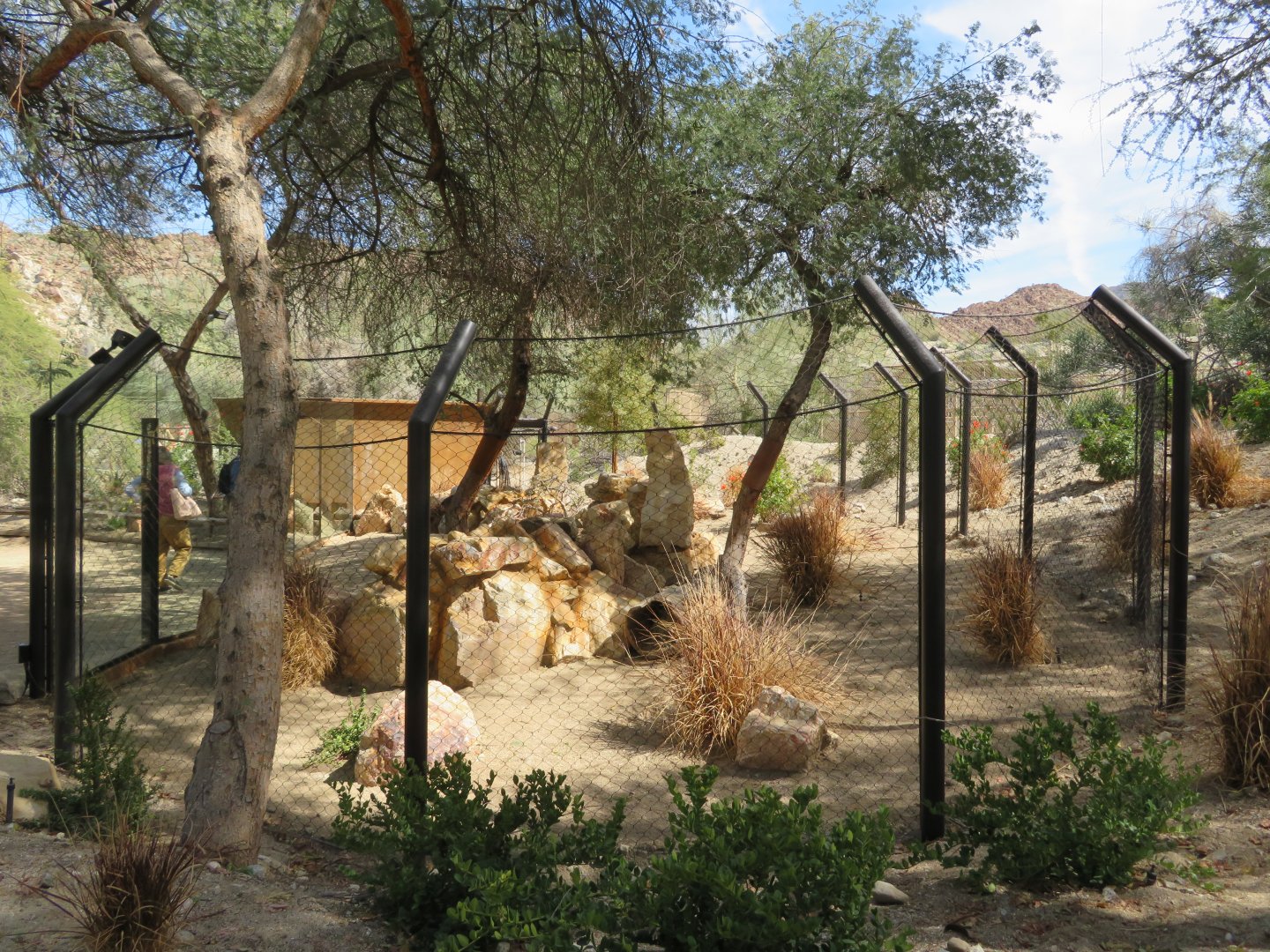 Bat-eared Fox/Rock Hyrax/Sulcata Tortoise  Exhibit