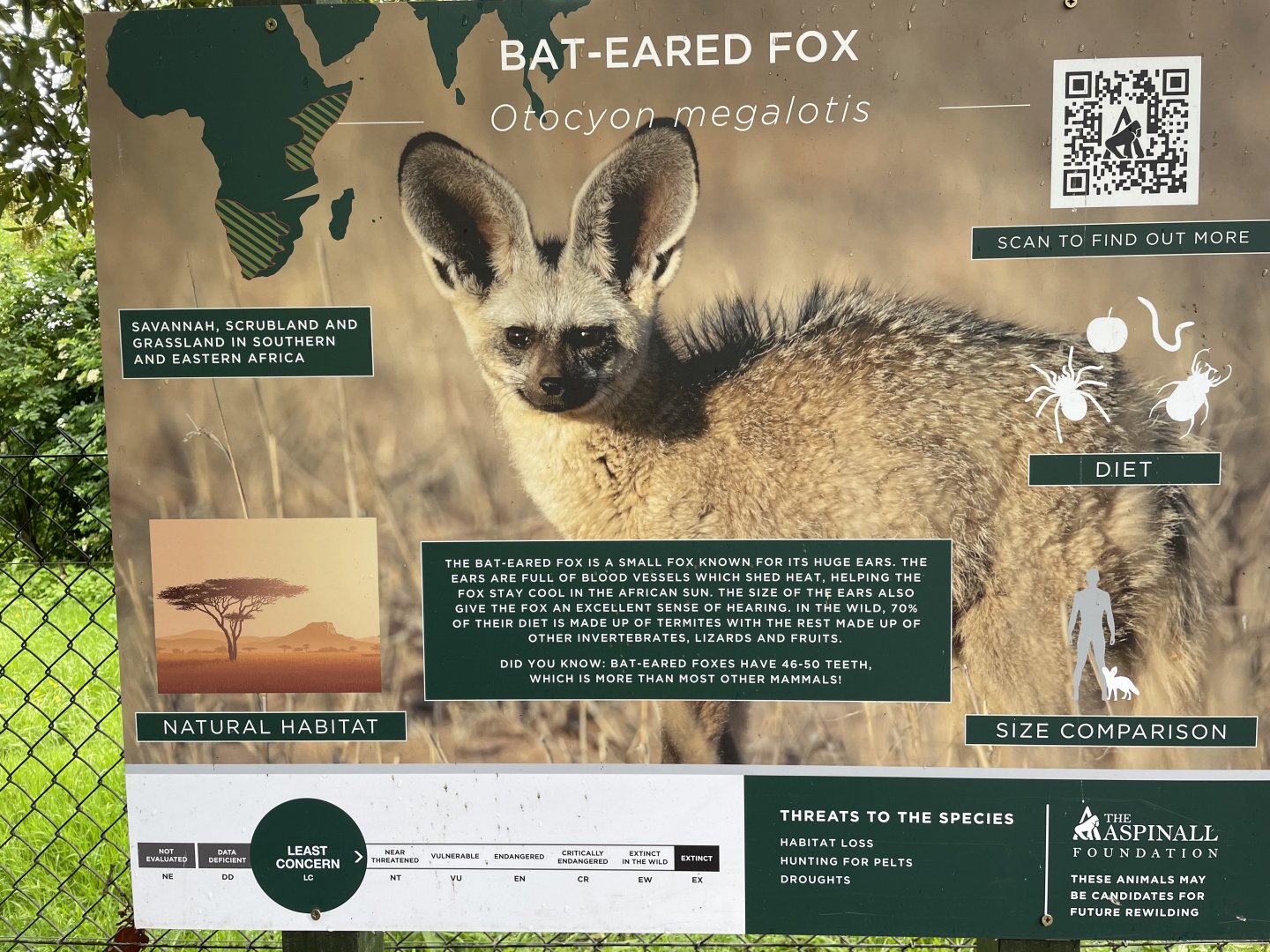 Bat-Eared Fox signage