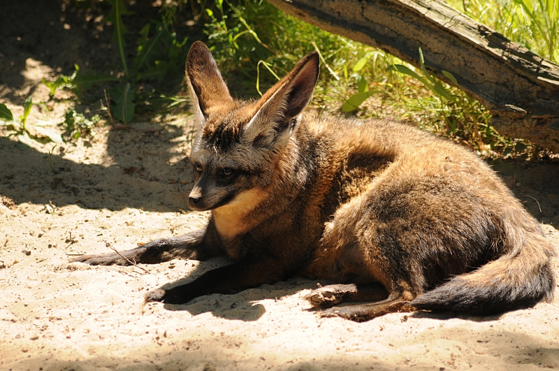 Bat-eared fox takes a sunbath