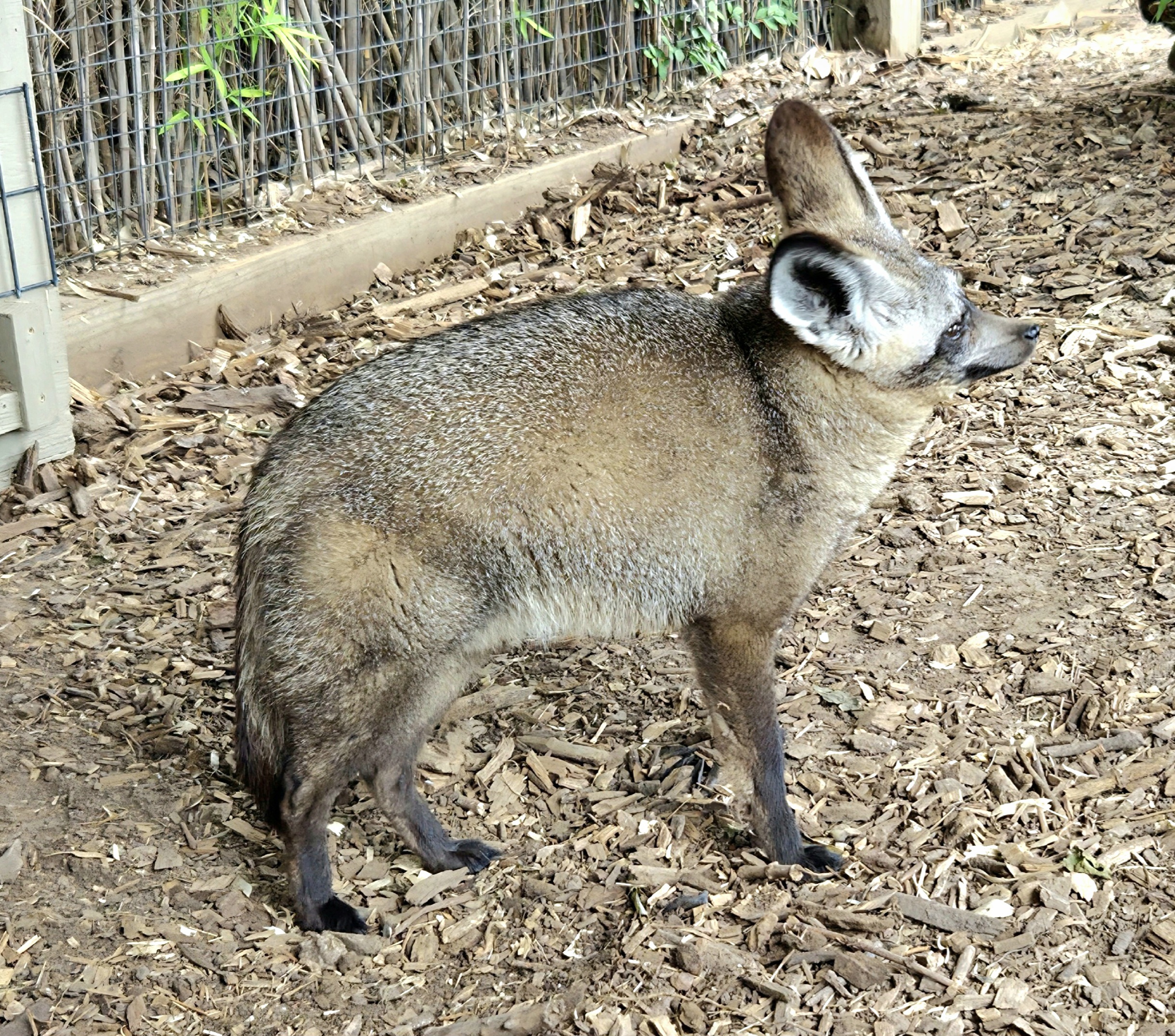 Bat-Eared Fox - Tanganyika wildlife park