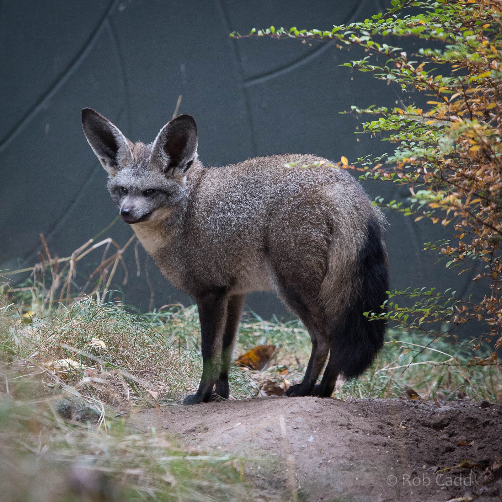 Bat-eared fox : Twycross : 19 Sep 2014