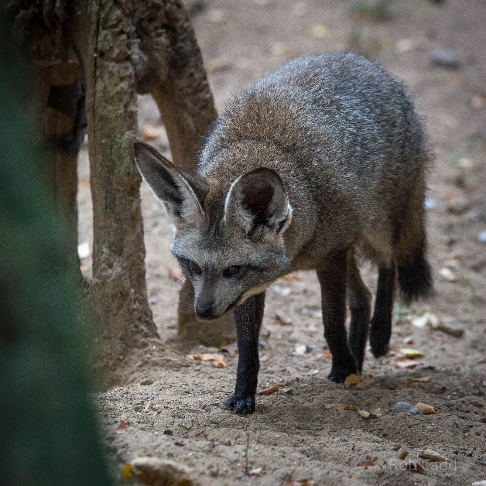 Bat-eared fox : Twycross : 19 Sep 2014