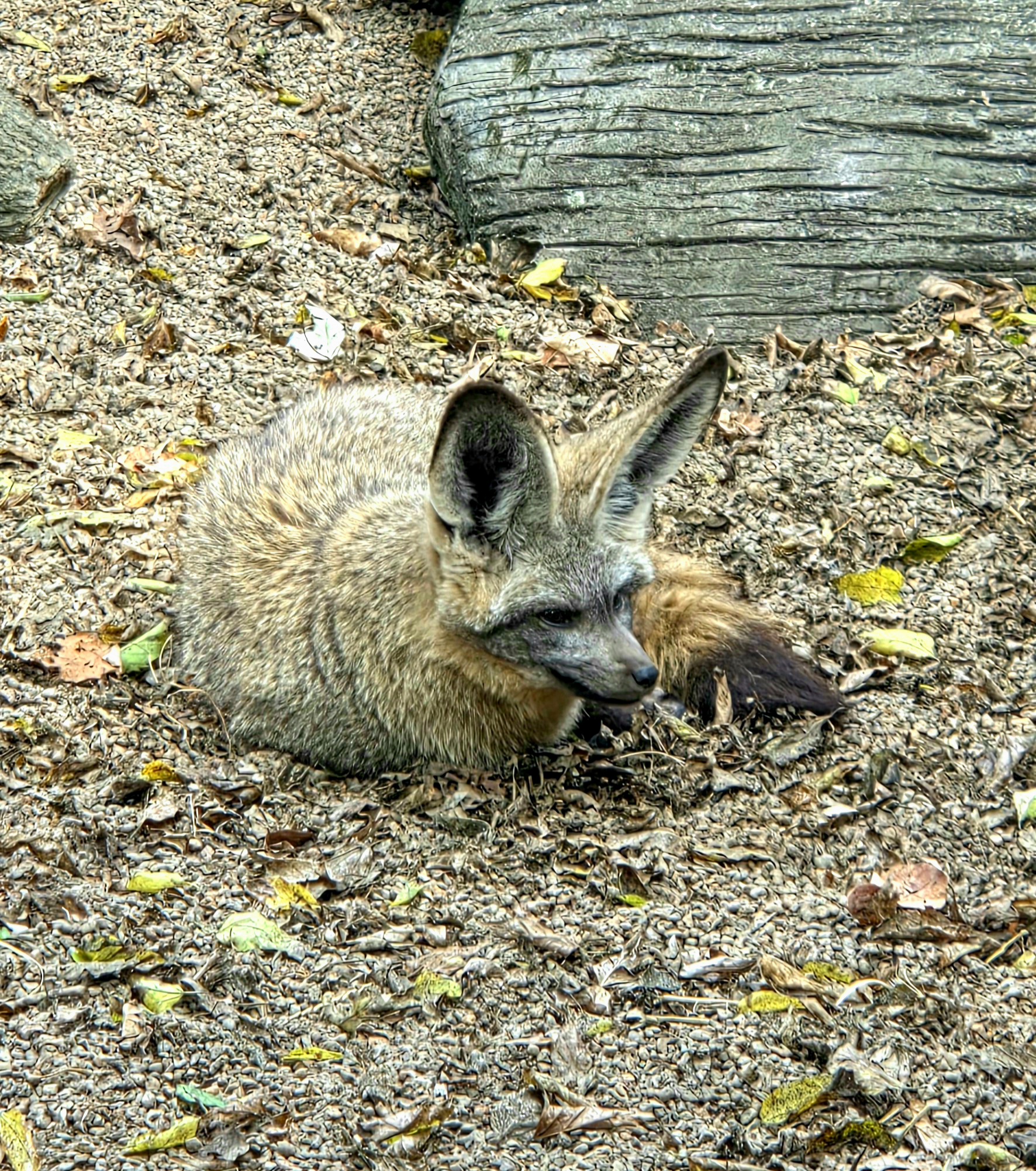 Bat-Eared Fox  - Zoo Knoxville