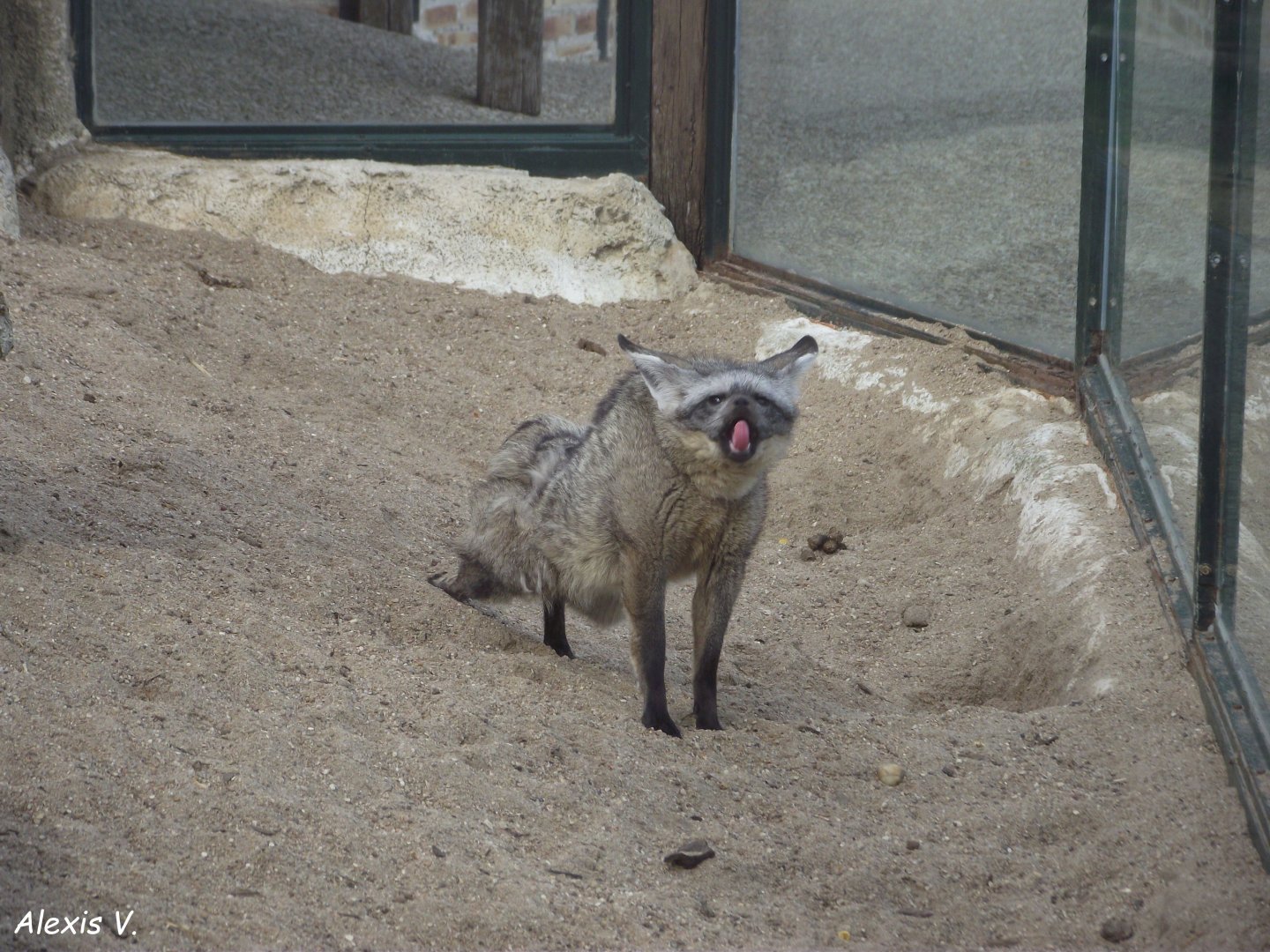 Bat-eared Fox - Zooparc de Beauval - 08/2019
