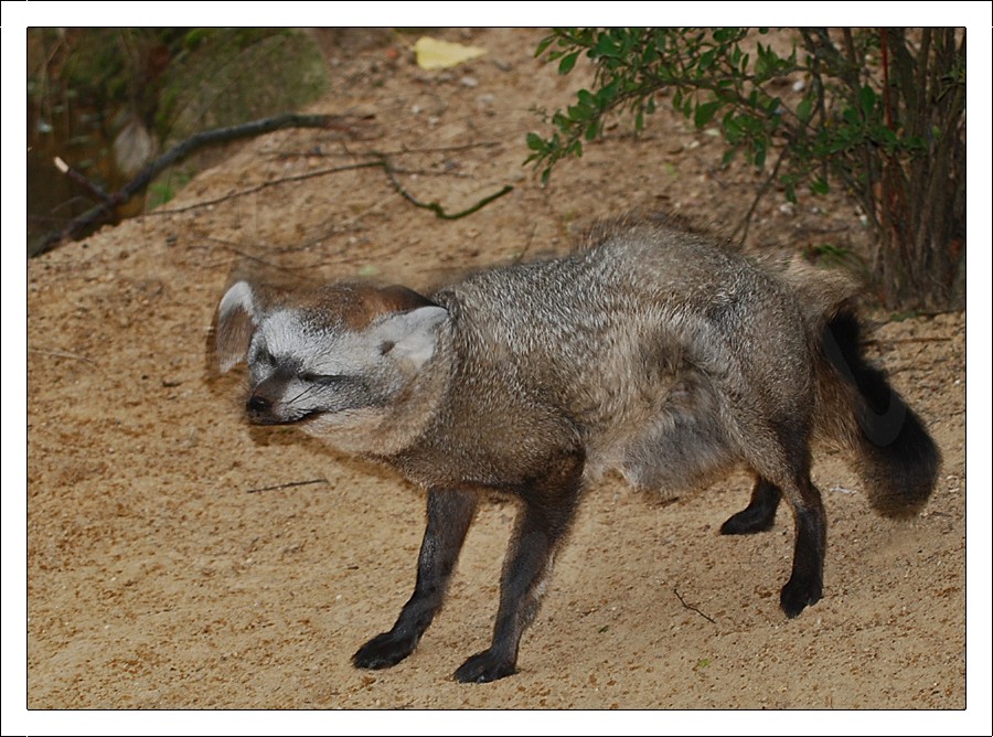 Bat Eared Fox