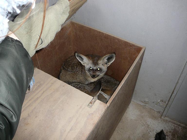 Bat-eared Fox