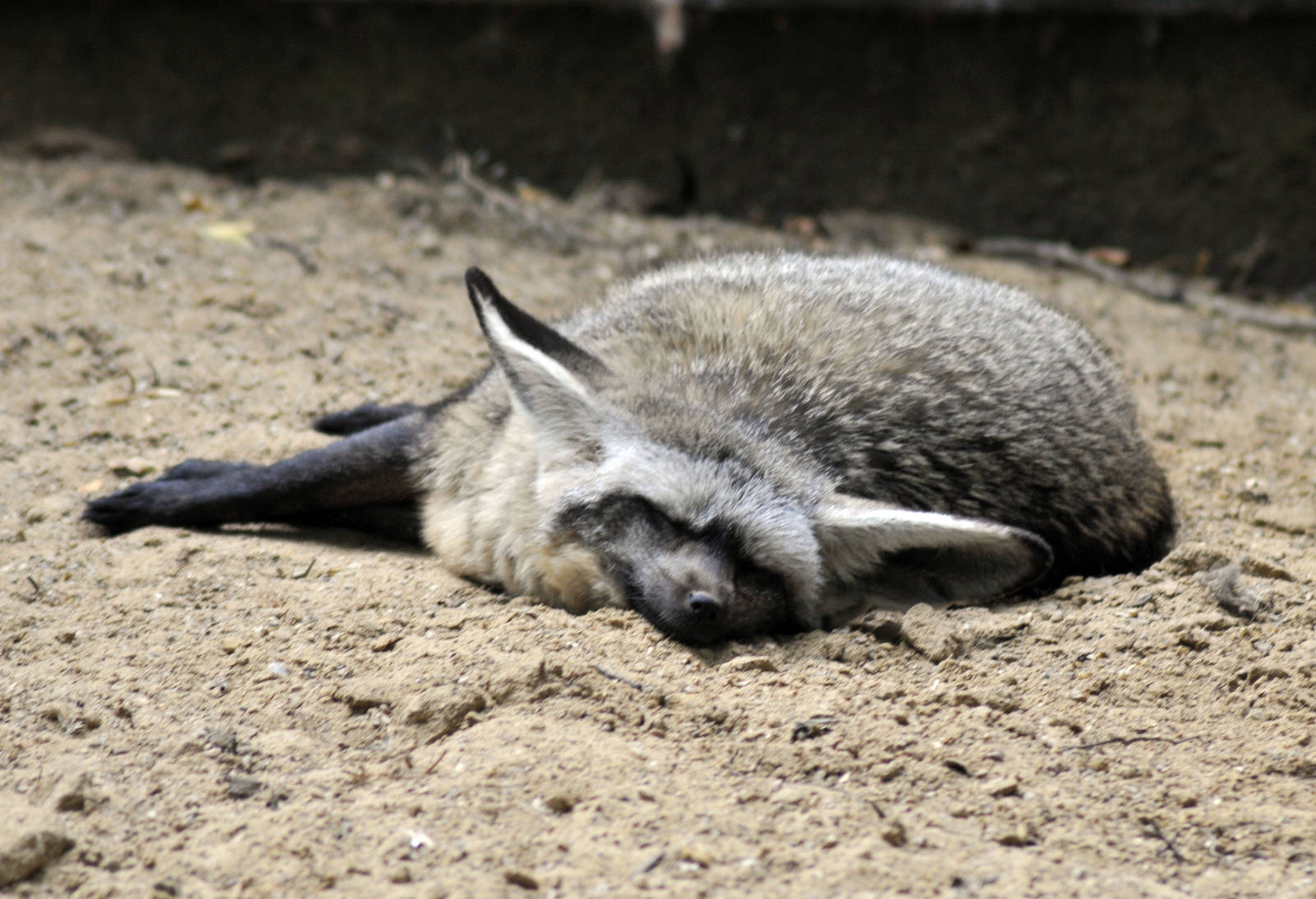 Bat Eared Fox