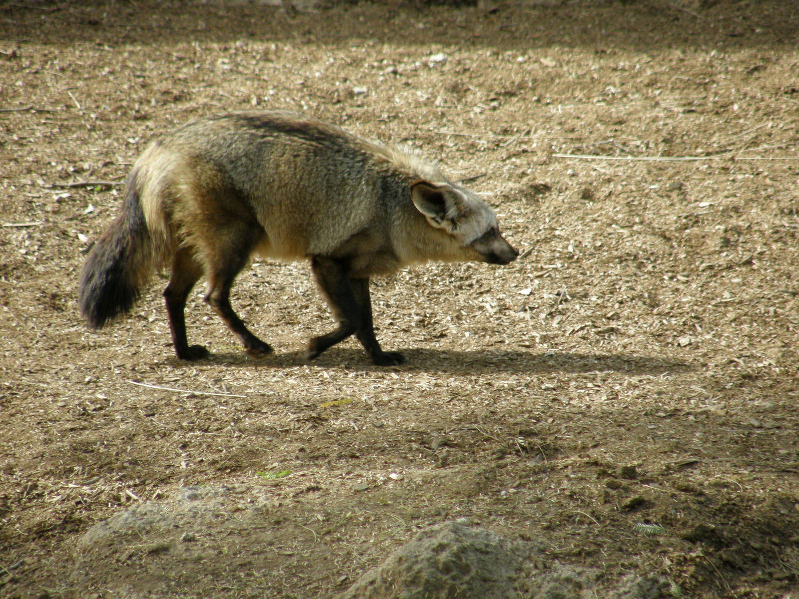 bat-eared fox
