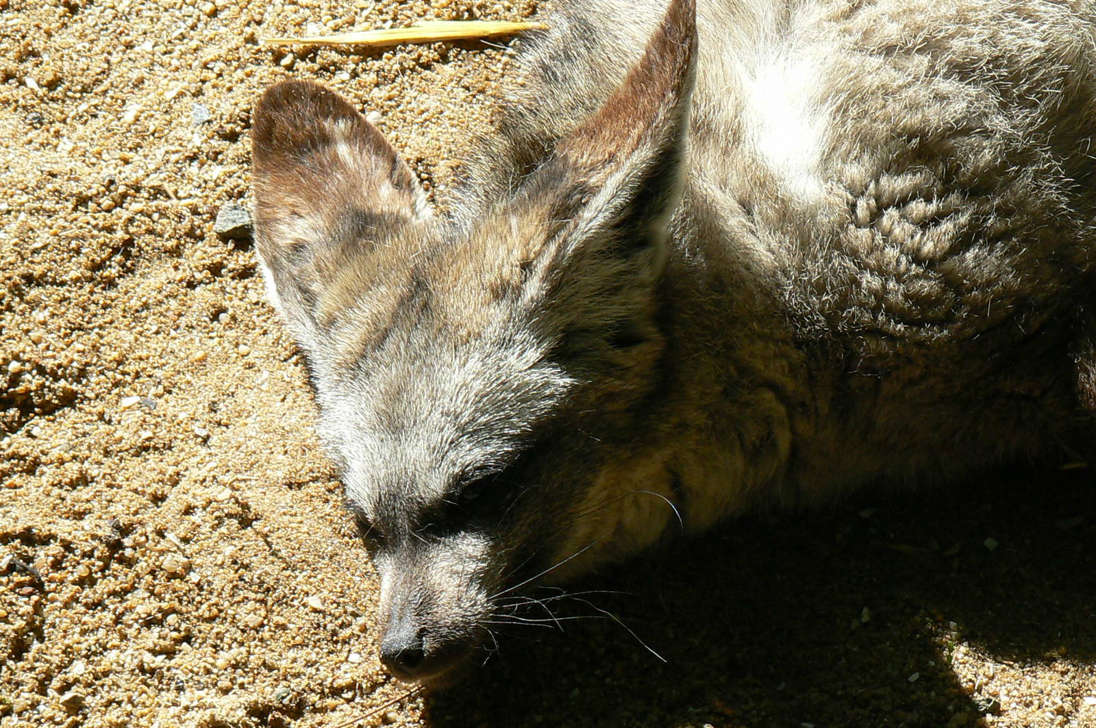 Bat-eared fox