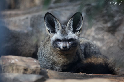 bat eared fox