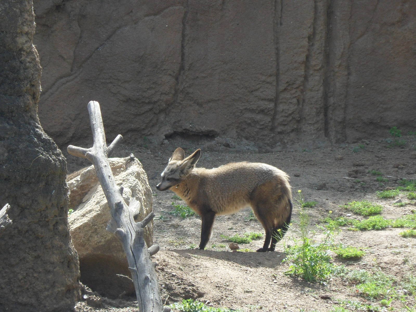 Bat Eared Fox